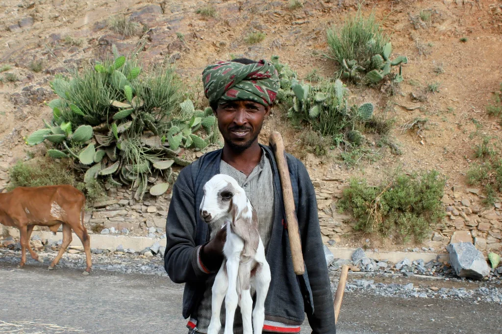 Lamb